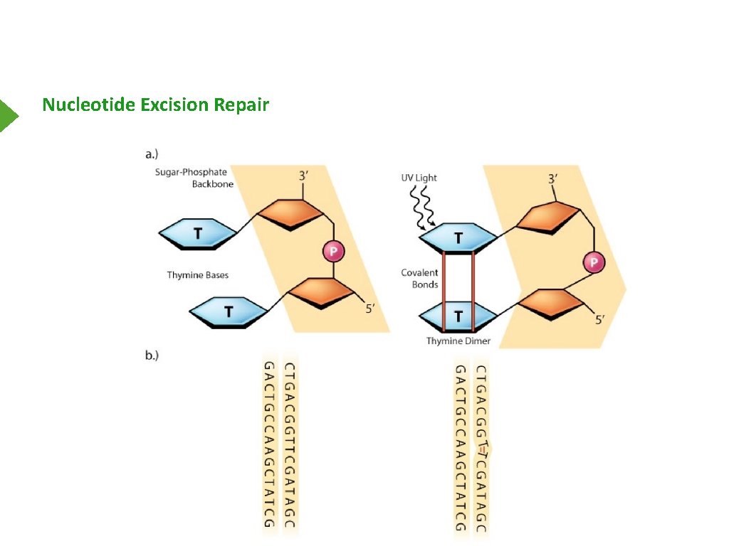 Nucleotide Excision Repair 