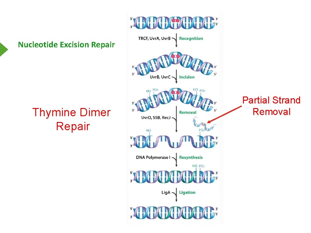 Nucleotide Excision Repair Thymine Dimer Repair Partial Strand Removal 