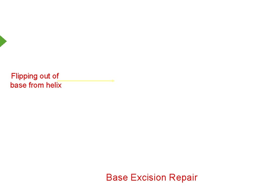 Flipping out of base from helix Base Excision Repair 