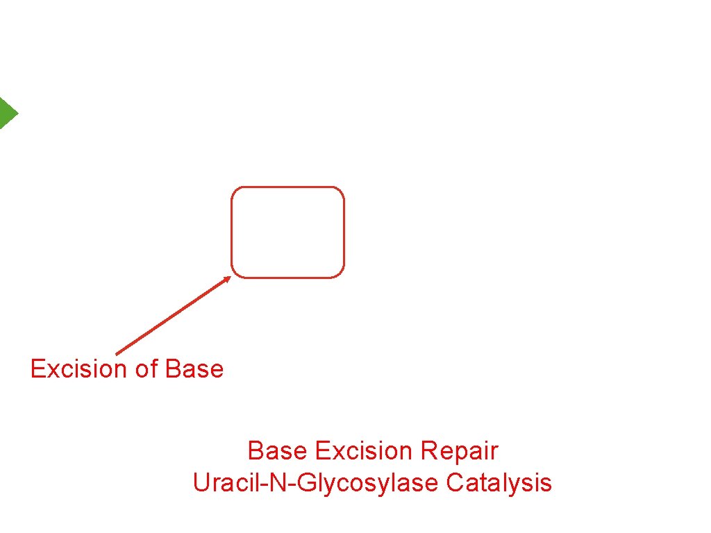 Excision of Base Excision Repair Uracil-N-Glycosylase Catalysis 