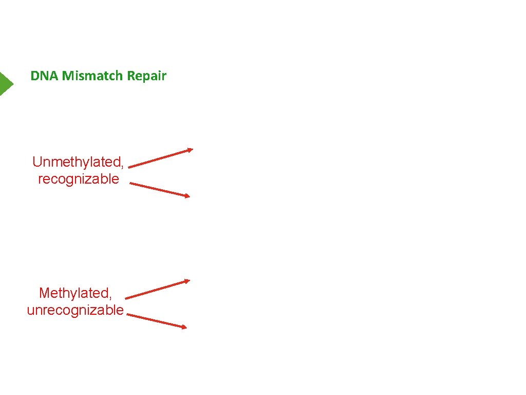 DNA Mismatch Repair Unmethylated, recognizable Methylated, unrecognizable 