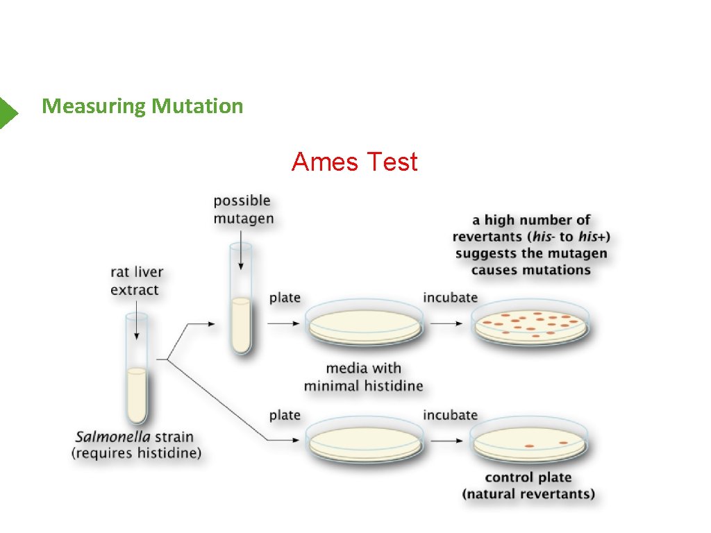 Measuring Mutation Ames Test 