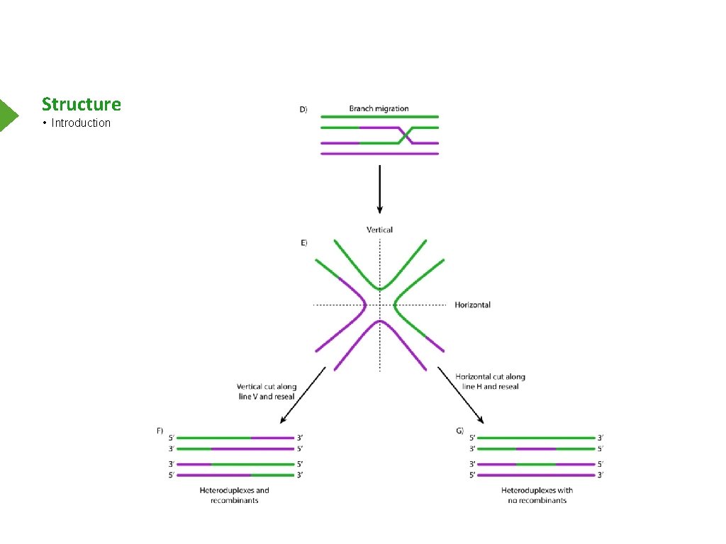 Structure • Introduction 