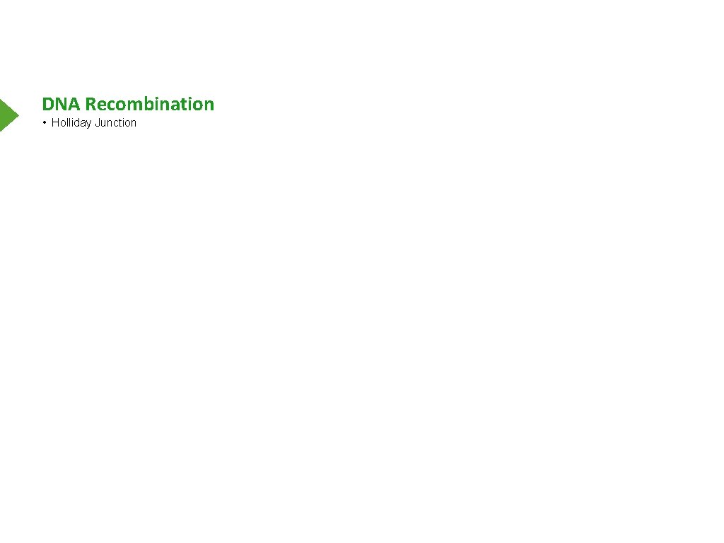 DNA Recombination • Holliday Junction 