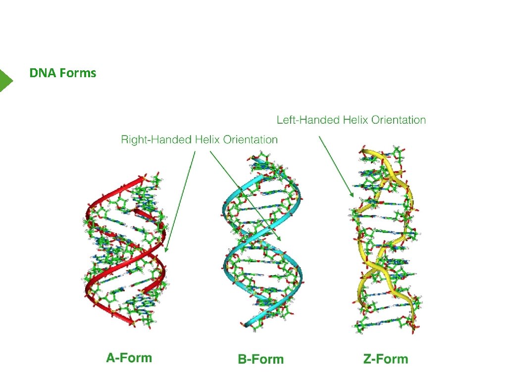 DNA Forms 
