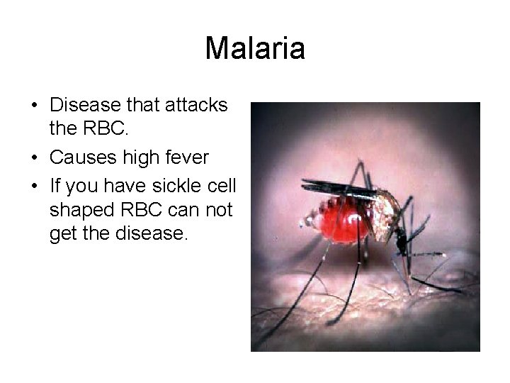 Malaria • Disease that attacks the RBC. • Causes high fever • If you