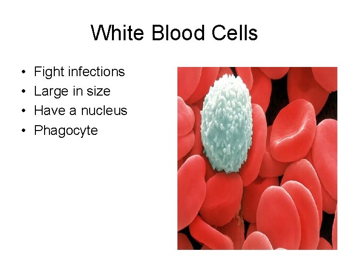 White Blood Cells • • Fight infections Large in size Have a nucleus Phagocyte