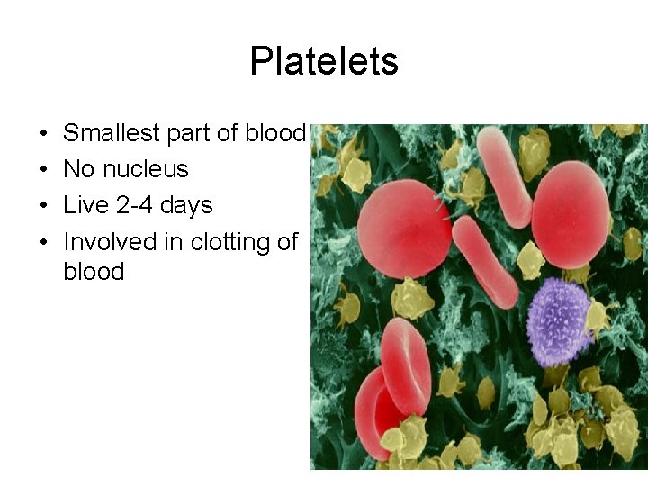 Platelets • • Smallest part of blood No nucleus Live 2 -4 days Involved