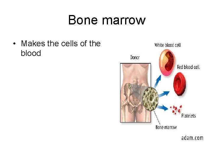 Bone marrow • Makes the cells of the blood 