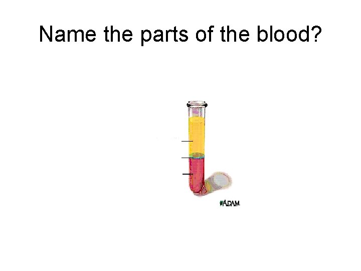 Name the parts of the blood? 