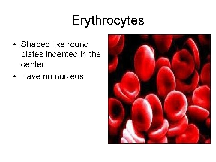 Erythrocytes • Shaped like round plates indented in the center. • Have no nucleus