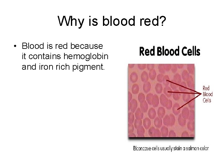 Why is blood red? • Blood is red because it contains hemoglobin and iron