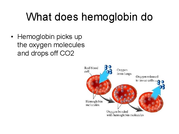 What does hemoglobin do • Hemoglobin picks up the oxygen molecules and drops off