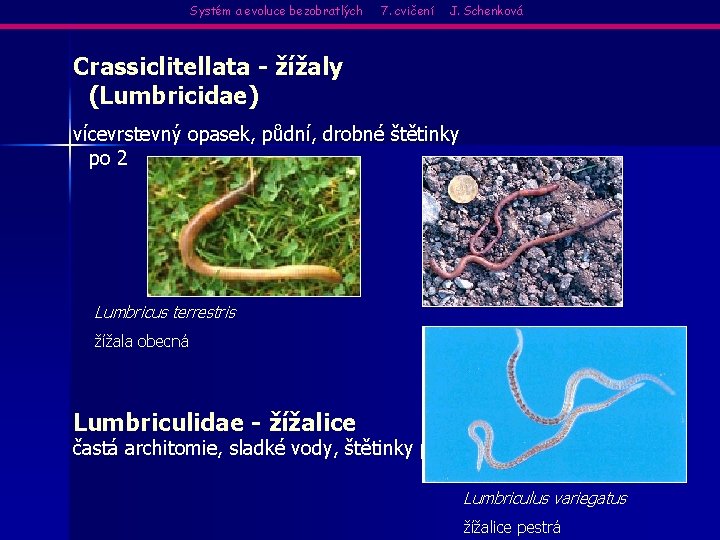 Systém a evoluce bezobratlých 7. cvičení J. Schenková Crassiclitellata - žížaly (Lumbricidae) vícevrstevný opasek,