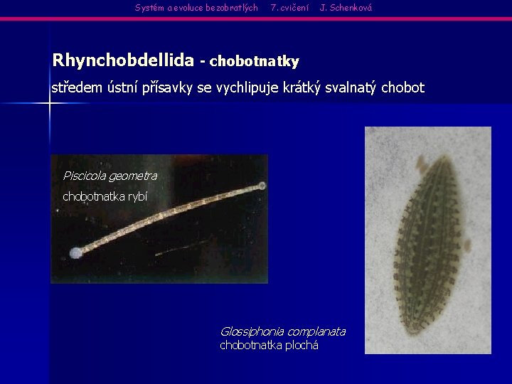 Systém a evoluce bezobratlých 7. cvičení J. Schenková Rhynchobdellida - chobotnatky středem ústní přísavky
