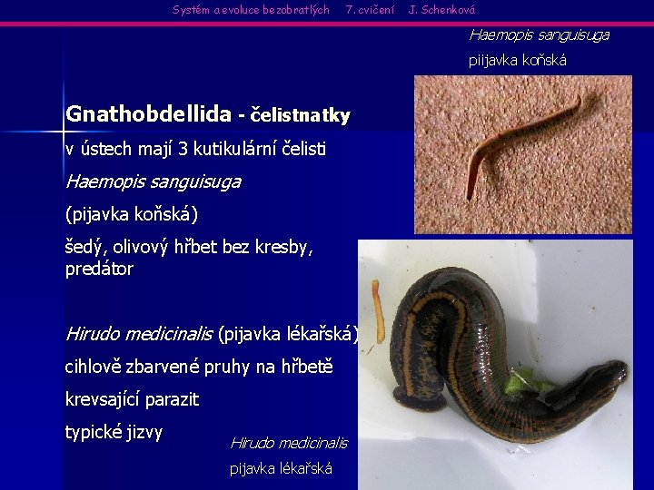 Systém a evoluce bezobratlých 7. cvičení J. Schenková Haemopis sanguisuga piijavka koňská Gnathobdellida -