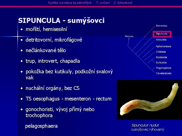 Systém a evoluce bezobratlých 7. cvičení J. Schenková SIPUNCULA - sumýšovci • mořští, hemisesilní