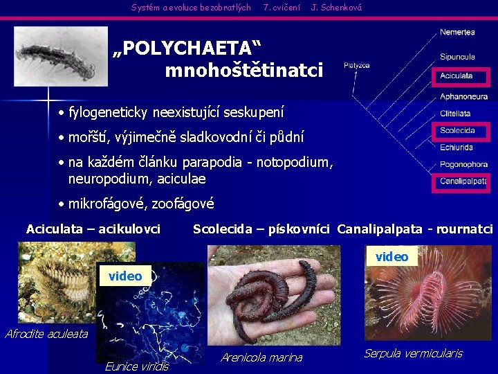 Systém a evoluce bezobratlých 7. cvičení J. Schenková „POLYCHAETA“ mnohoštětinatci • fylogeneticky neexistující seskupení