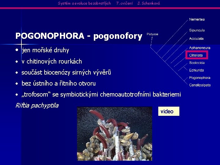 Systém a evoluce bezobratlých 7. cvičení J. Schenková POGONOPHORA - pogonofory • jen mořské