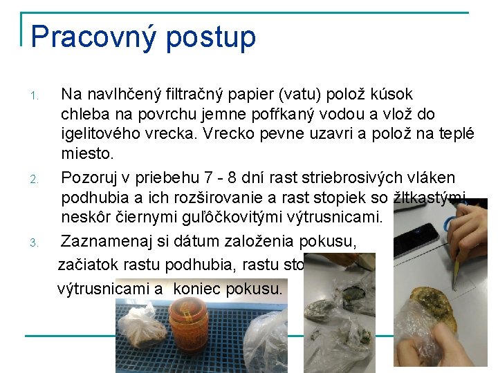 Pracovný postup 1. 2. 3. Na navlhčený filtračný papier (vatu) polož kúsok chleba na