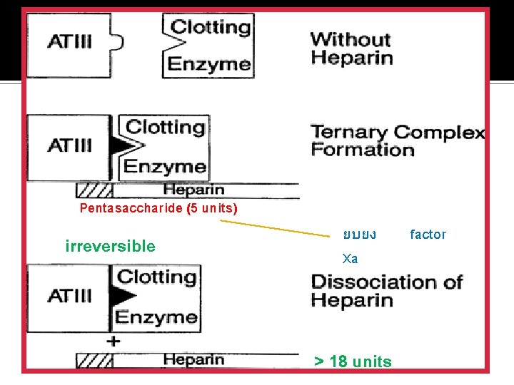Pentasaccharide (5 units) irreversible ยบยง Xa > 18 units factor 