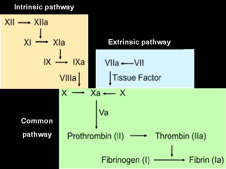 Intrinsic pathway Extrinsic pathway Common pathway 