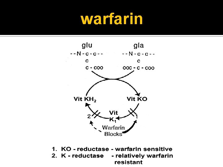 warfarin 