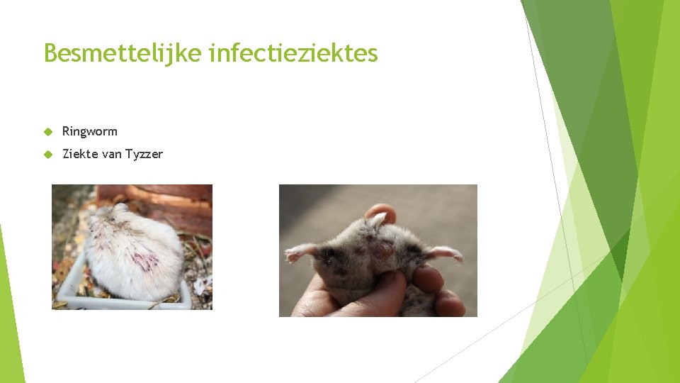 Besmettelijke infectieziektes Ringworm Ziekte van Tyzzer 