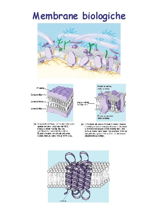 Membrane biologiche 