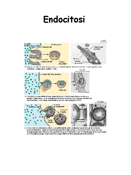 Endocitosi 