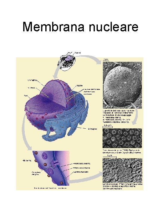 Membrana nucleare 