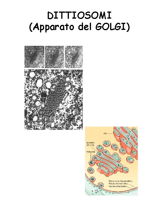 DITTIOSOMI (Apparato del GOLGI) 