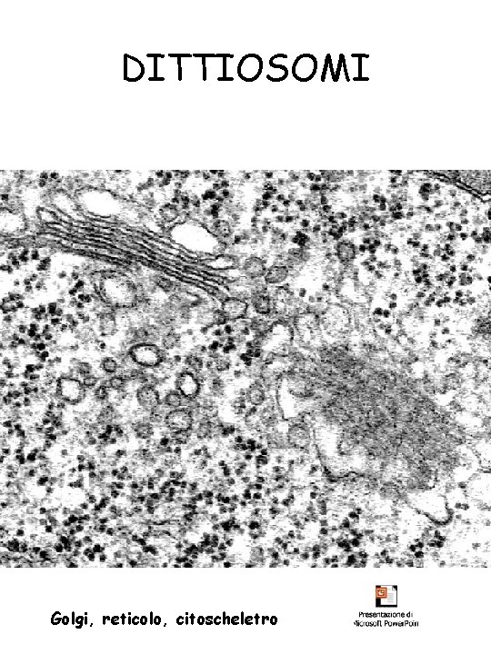 DITTIOSOMI Golgi, reticolo, citoscheletro 