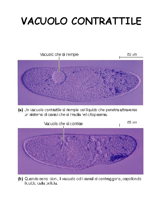 VACUOLO CONTRATTILE 