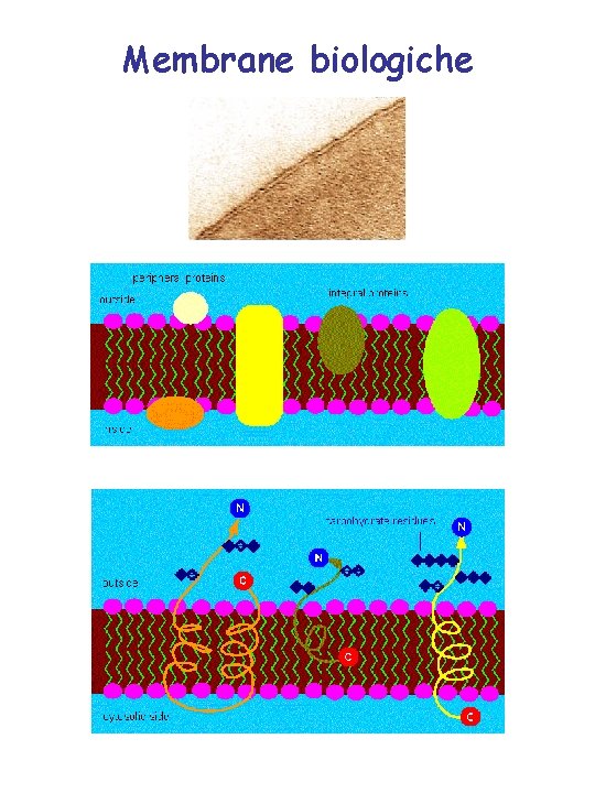 Membrane biologiche 