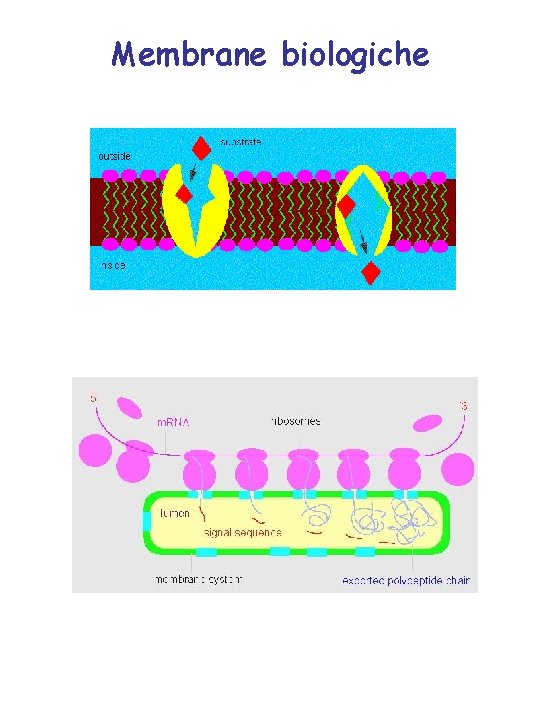 Membrane biologiche 