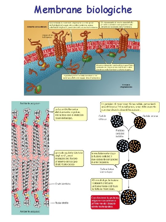 Membrane biologiche 