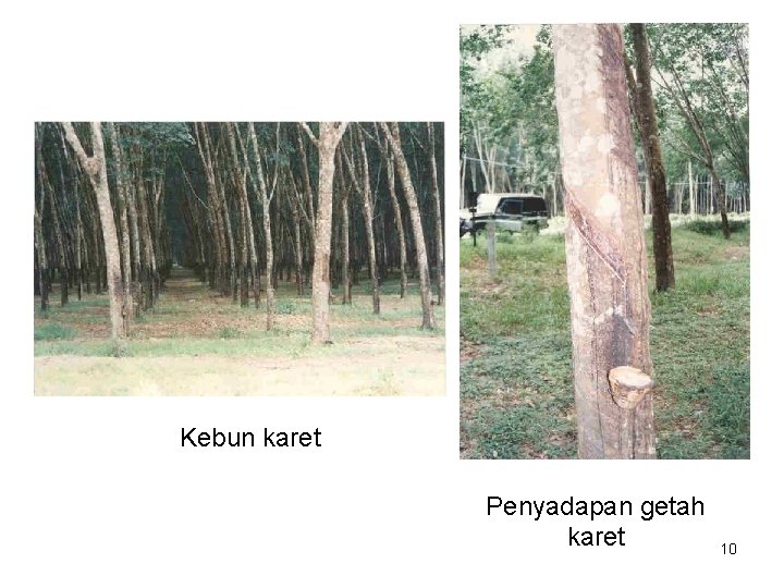 Kebun karet Penyadapan getah karet 10 
