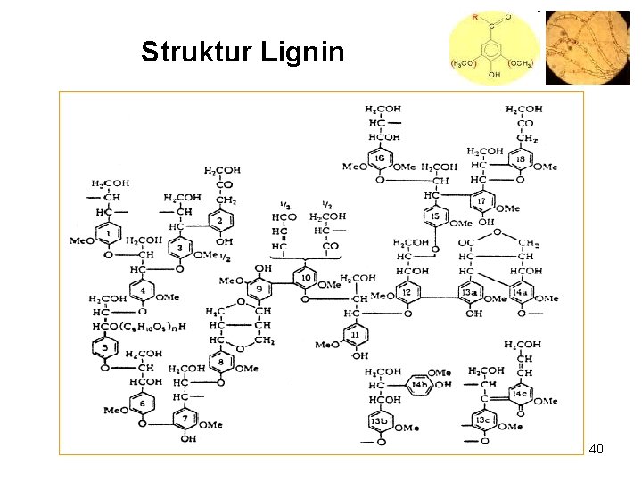 Struktur Lignin 40 