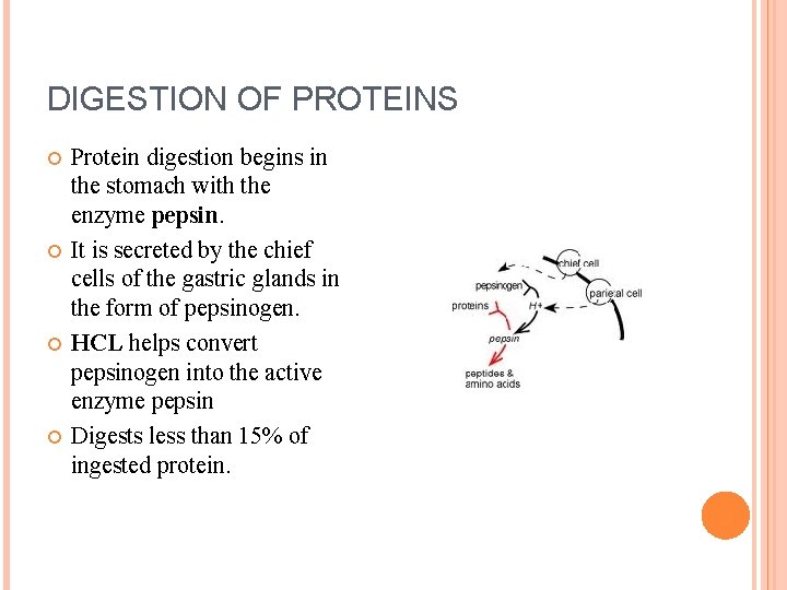 DIGESTION OF CARBOHYDRATE PROTEIN AND FAT Biology 233