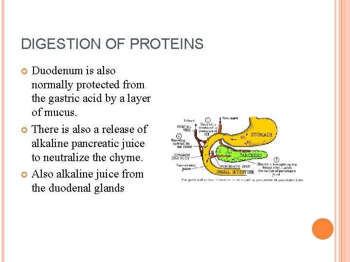 DIGESTION OF PROTEINS Duodenum is also normally protected from the gastric acid by a