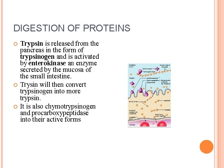 DIGESTION OF CARBOHYDRATE PROTEIN AND FAT Biology 233