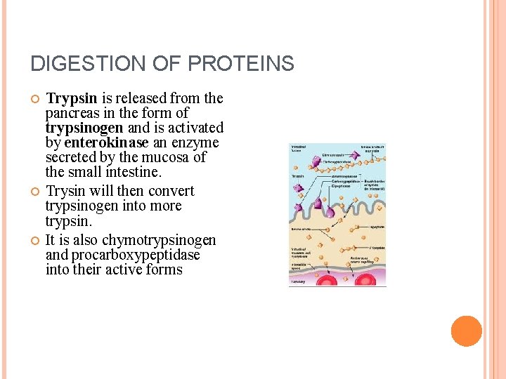 DIGESTION OF PROTEINS Trypsin is released from the pancreas in the form of trypsinogen
