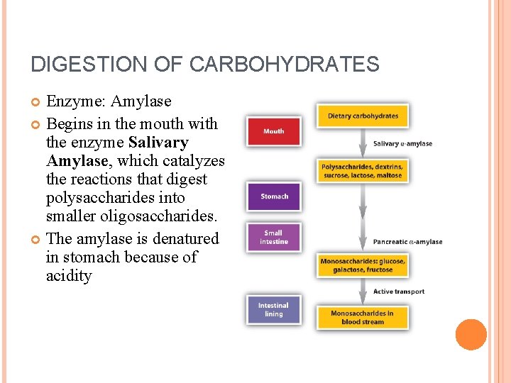 DIGESTION OF CARBOHYDRATES Enzyme: Amylase Begins in the mouth with the enzyme Salivary Amylase,