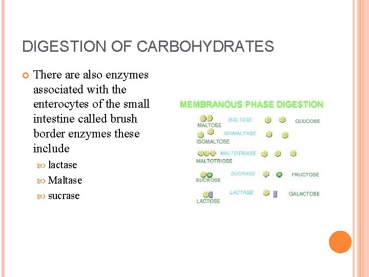 DIGESTION OF CARBOHYDRATES There also enzymes associated with the enterocytes of the small intestine