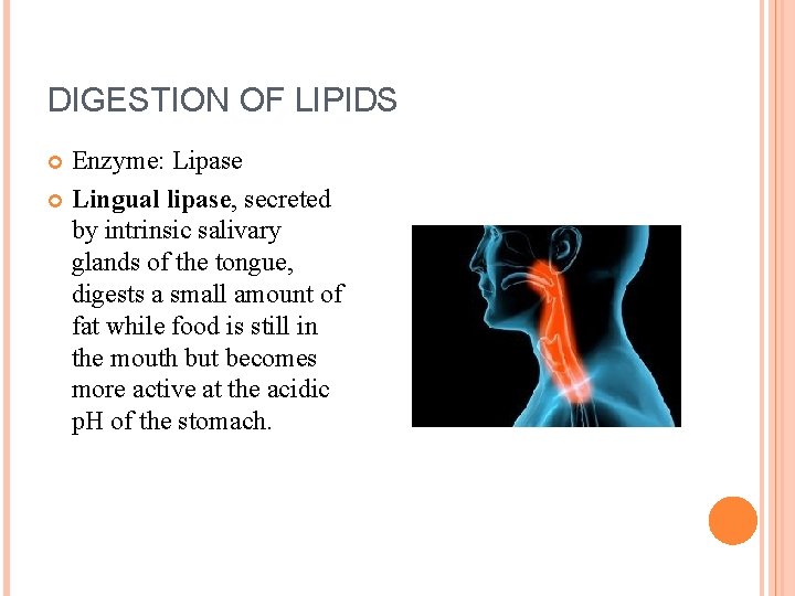DIGESTION OF LIPIDS Enzyme: Lipase Lingual lipase, secreted by intrinsic salivary glands of the