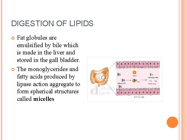 DIGESTION OF LIPIDS Fat globules are emulsified by bile which is made in the