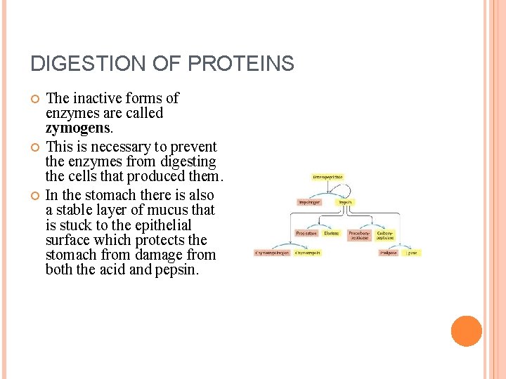 DIGESTION OF CARBOHYDRATE PROTEIN AND FAT Biology 233