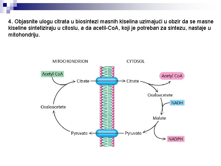 4. Objasnite ulogu citrata u biosintezi masnih kiselina uzimajući u obzir da se masne