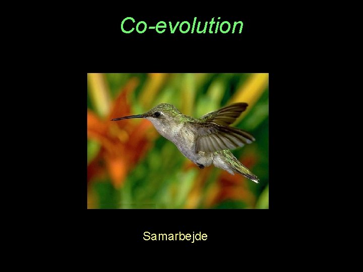 Co-evolution Samarbejde 